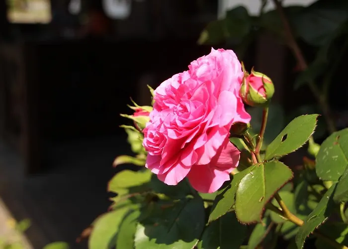 Bismarckschänke Burg (Spreewald)